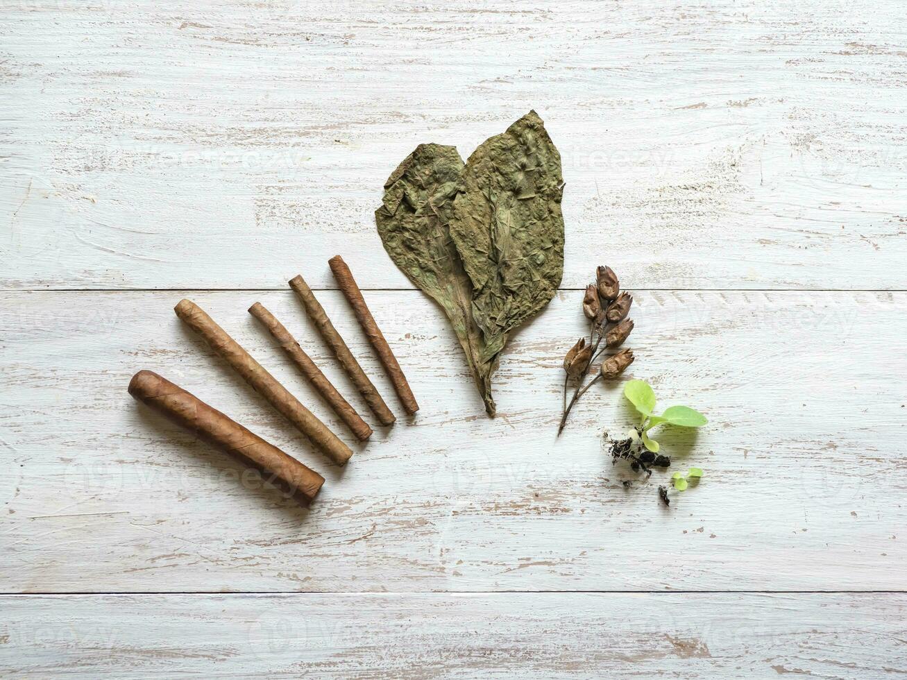 Cigars, tobacco leaves and tobacco seeds are laid out on the table with a fan photo