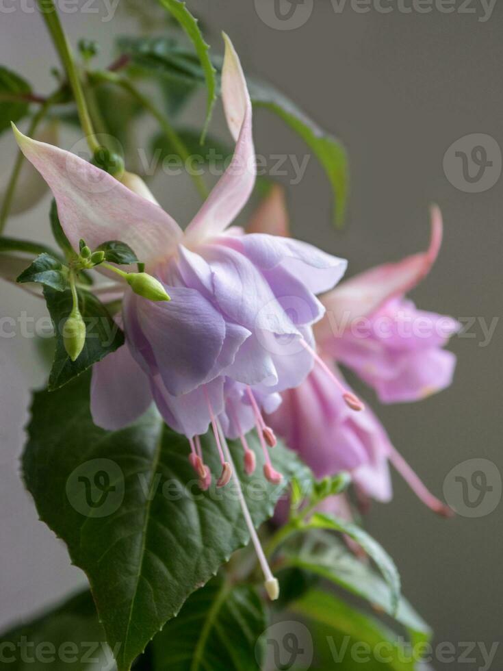 Blooming fuchsia, large lilac flowers on a gray background photo