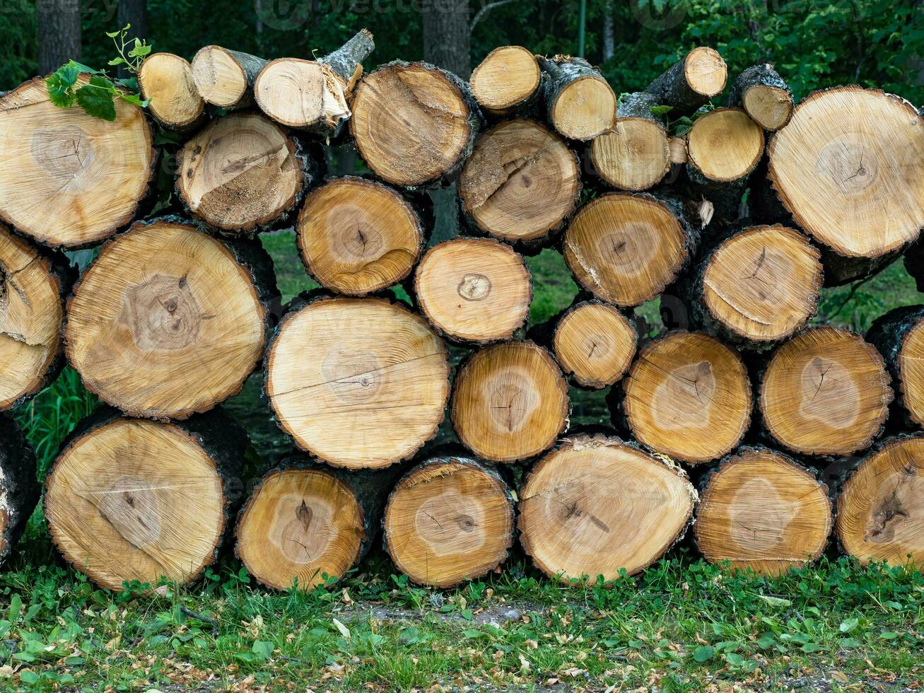 Sawn round tree trunks photo