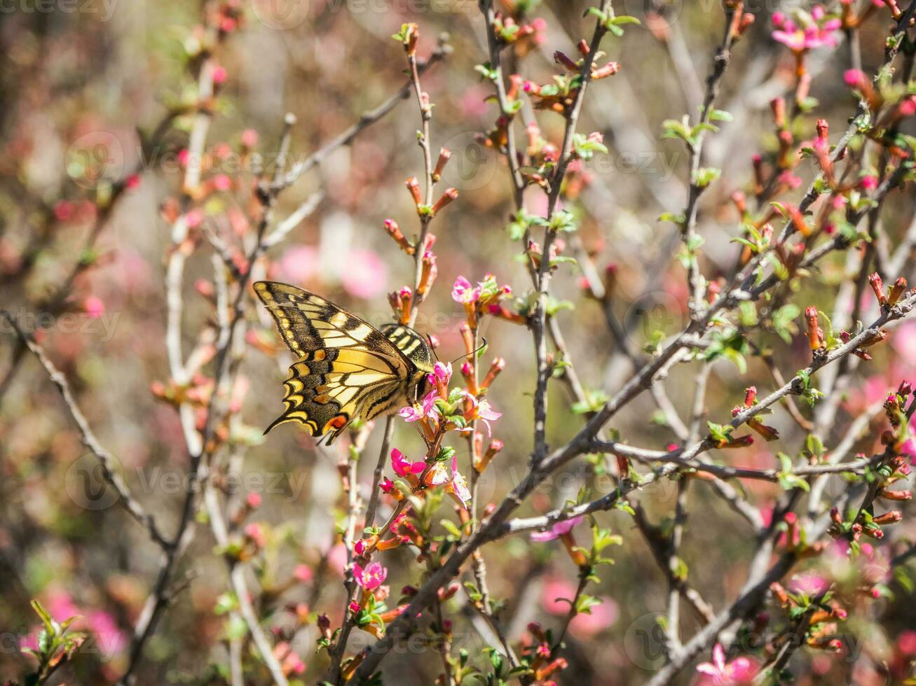 Bright summer natural background with a butterfly. The butterfly drinks nectar from a flower. photo