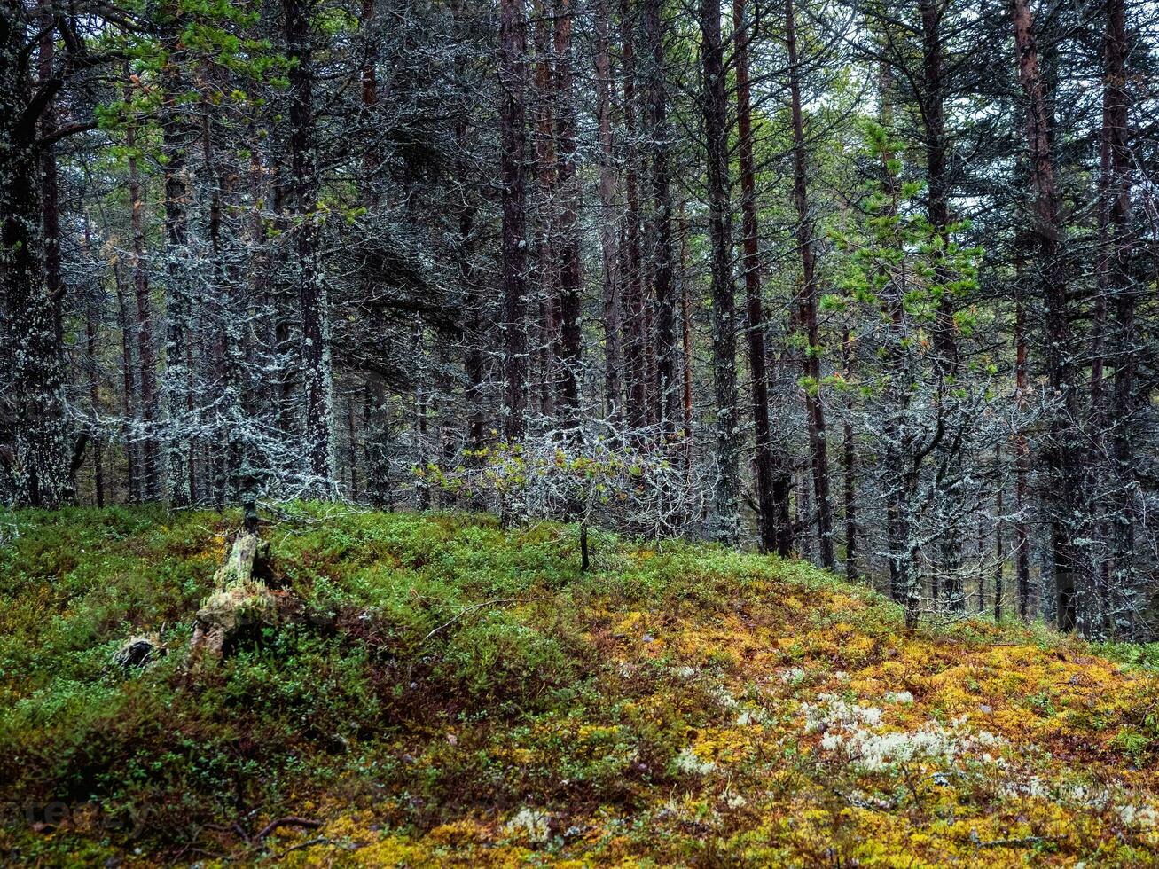 Fabulous Northern forest. Natural background. Deep forest on the Kola Peninsula photo