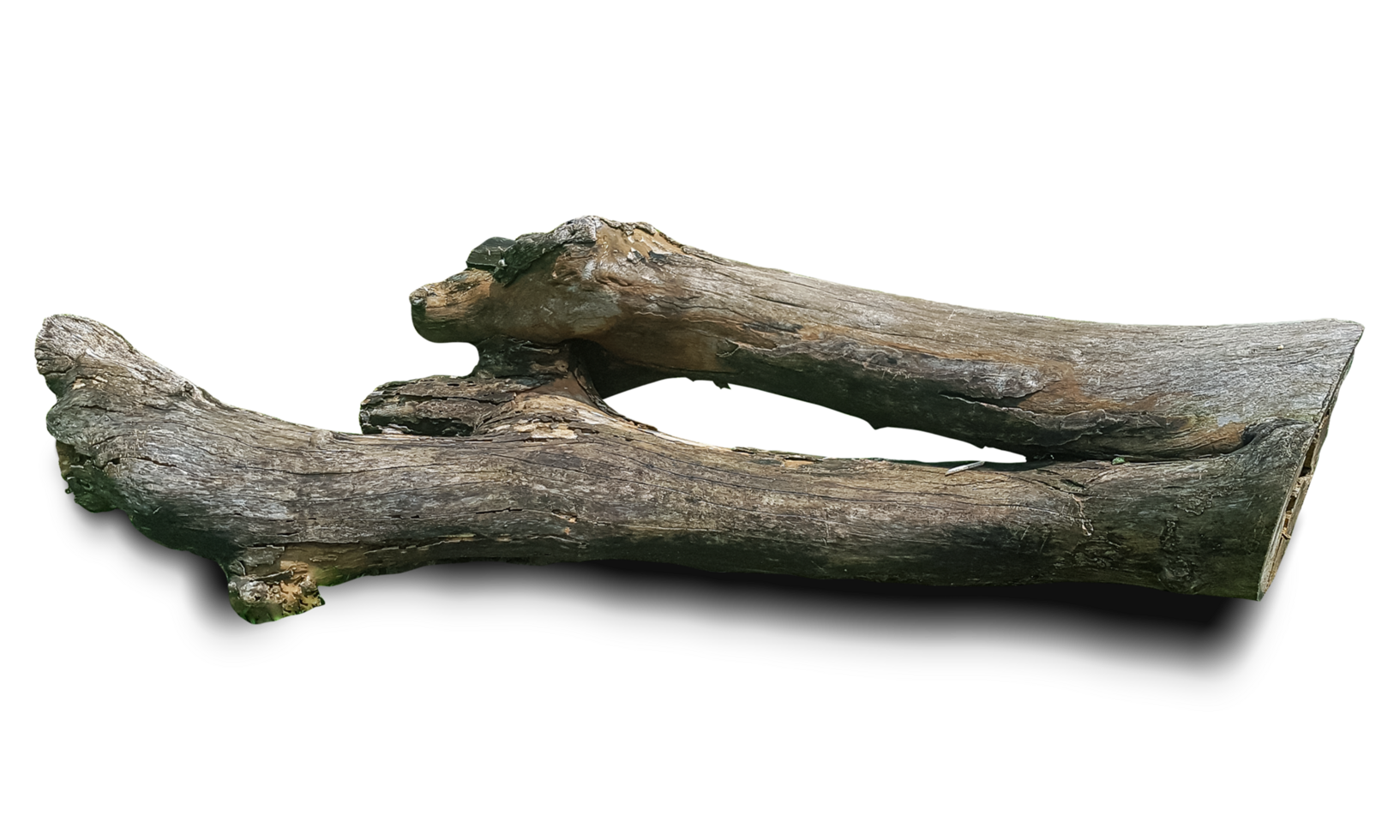 groß gefallen Baum Kofferraum transparent Hintergrund png