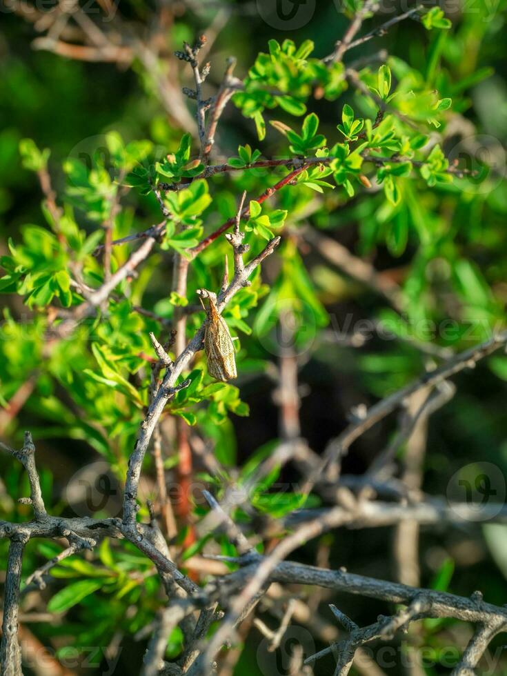 Thisanotia chrysonuchella butterfly, loving the warm sunny sides photo