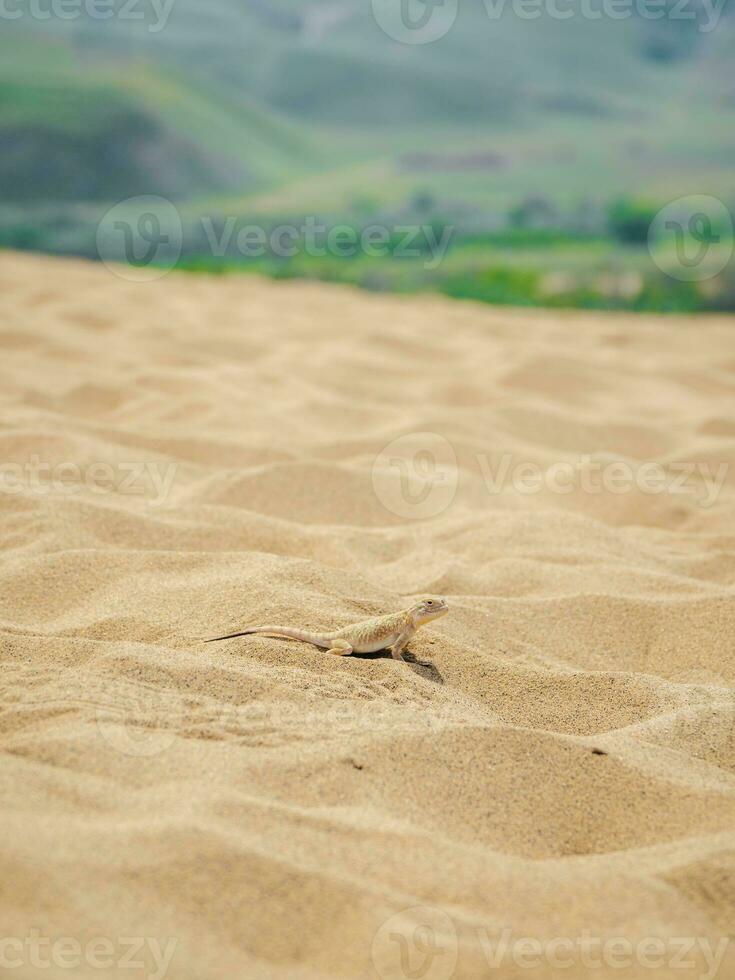calma Desierto cabeza redonda lagartija en el arena en sus natural ambiente. vertical vista. foto