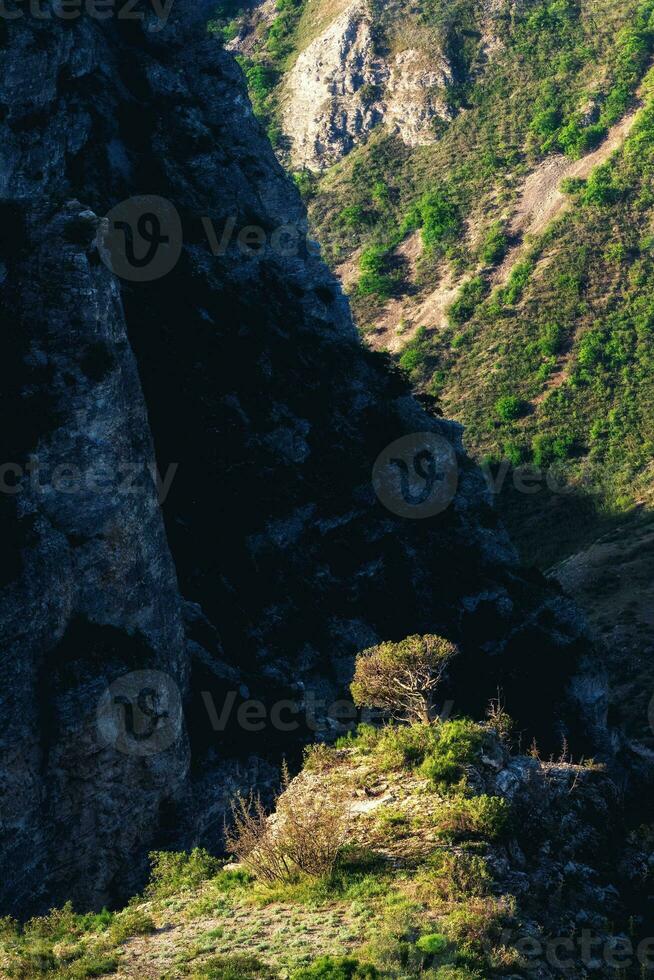 un solitario árbol creciente en un rock en un montaña garganta. duro fauna silvestre. foto