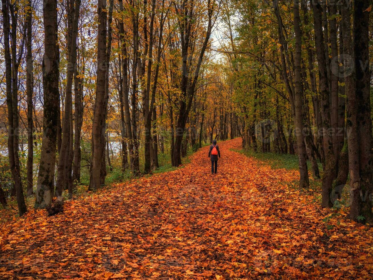 mujer turista con mochila en oscuro otoño bosque la carretera debajo arco de arboles cubierta el cielo foto