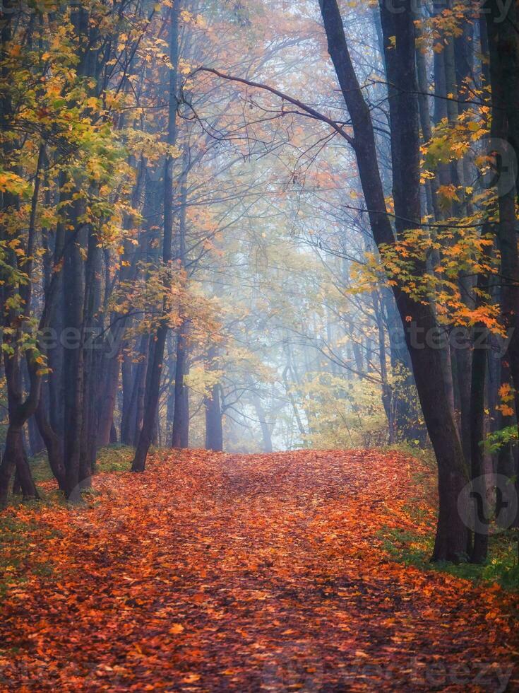 arce callejón con caído hojas mediante un místico bosque. fabuloso otoño brumoso paisaje. foto