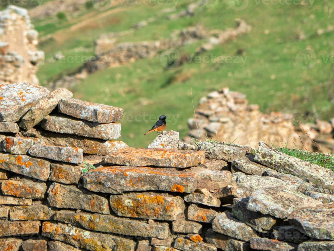 común colirrojo, masculino en un antiguo Roca pared. foto