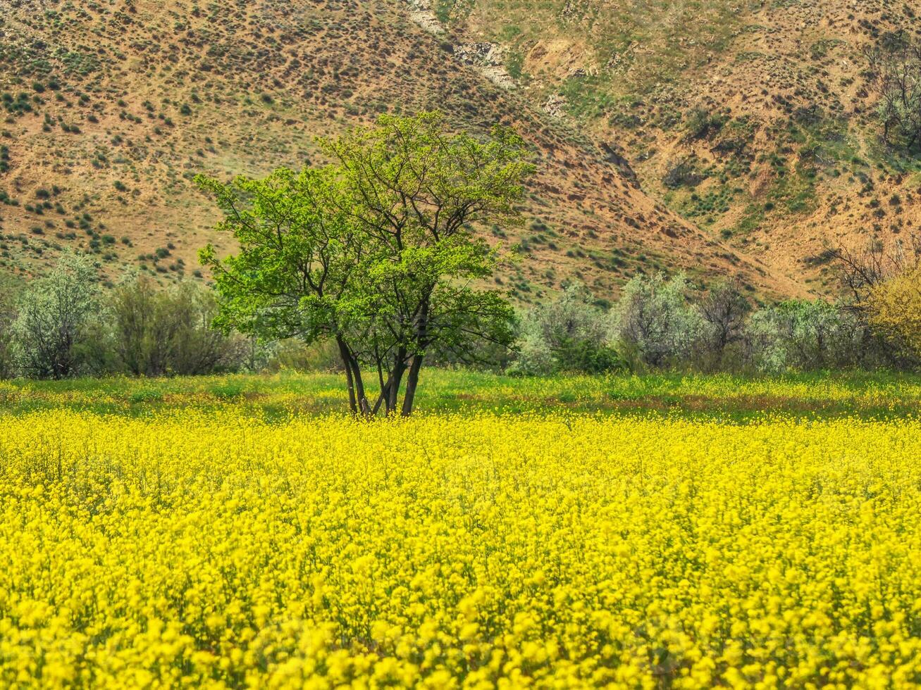 Abstract background with a yellow blooming field on the background of mountains. photo