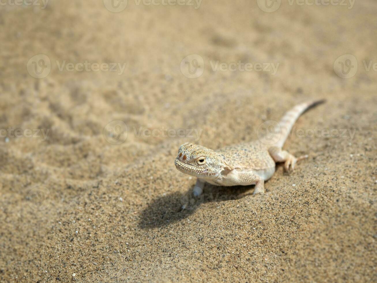 Calm desert roundhead lizard on the sand in its natural environment. photo