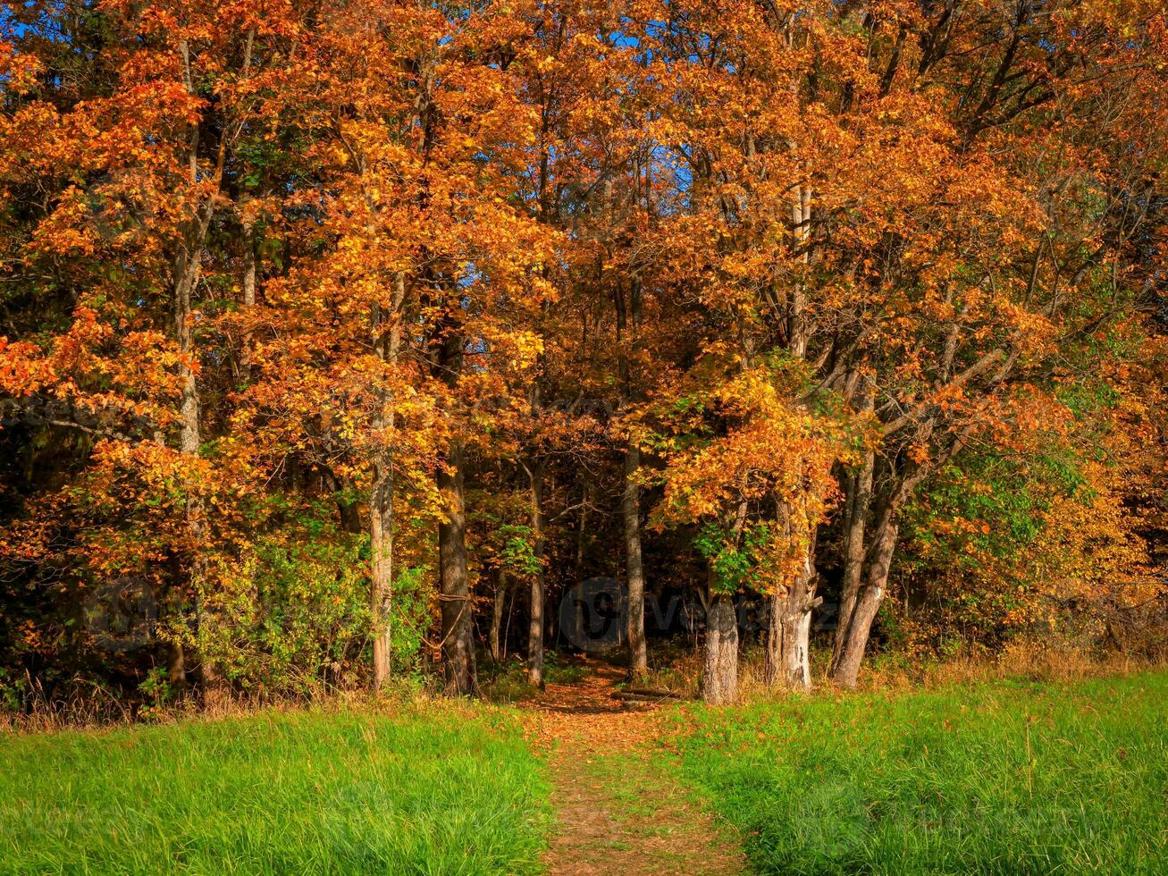 A path of the entrance to the bright autumn forest photo