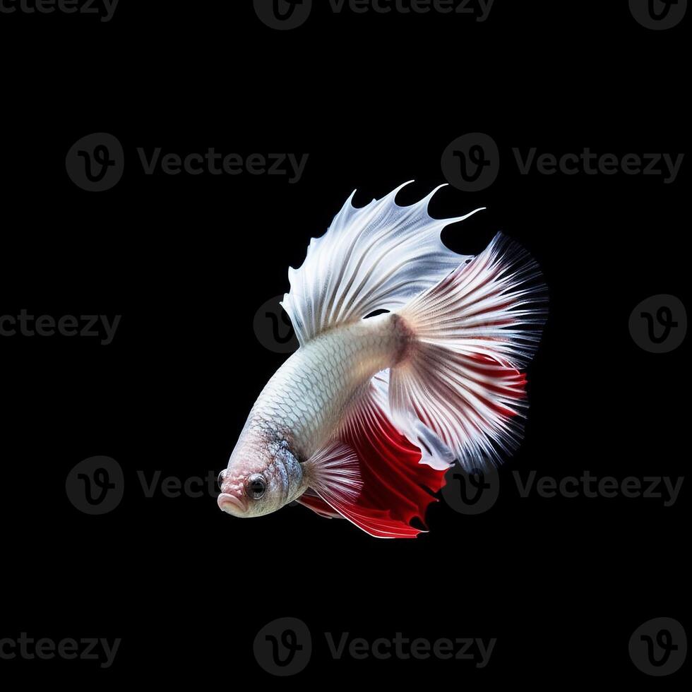 Portrait betta fish isolated on black ai generate photo