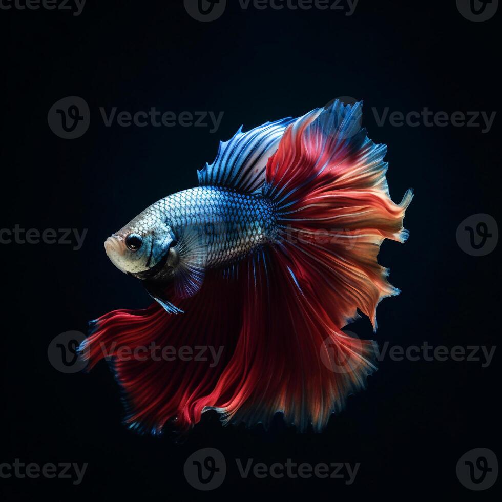 Portrait betta fish isolated on black ai generate photo