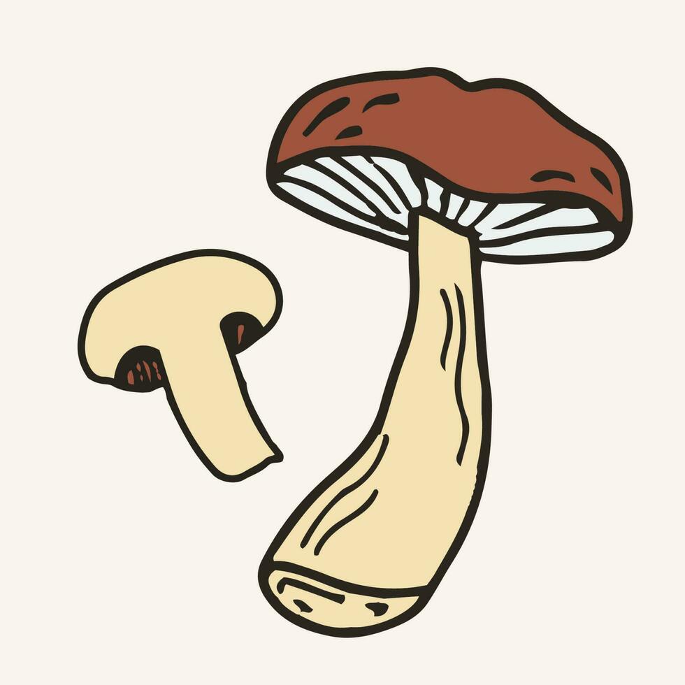 Honey agaric mushrooms, vector illustration. Hand drawn art of edible mushrooms.