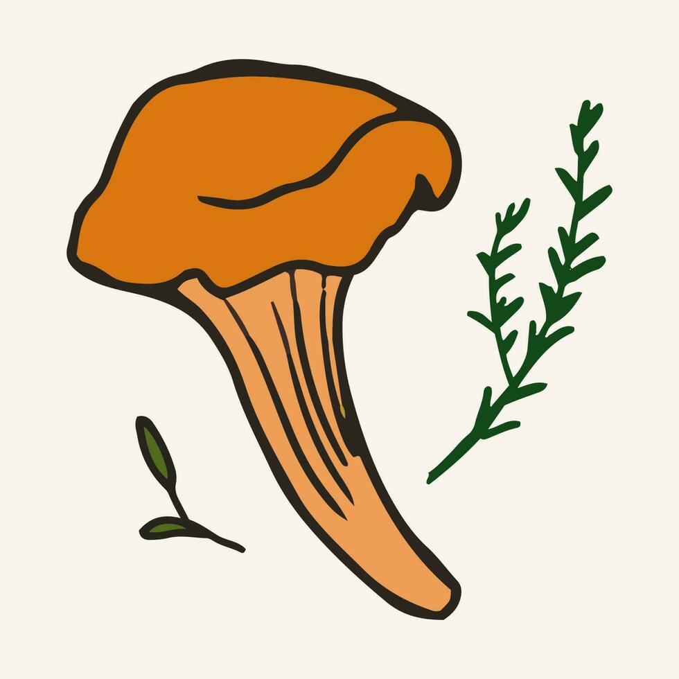 Chanterelle mushrooms with rosemary vector illustration. Hand drawn art of edible mushrooms.