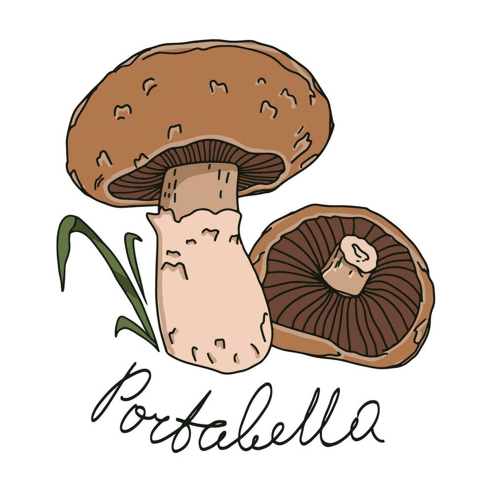 Edible mushrooms, vector illustration. Hand drawn art illustration with lettering portabella mushrooms.