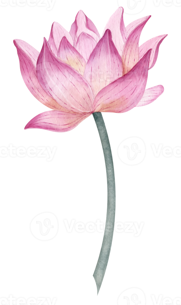 lotus blomma. hand dragen vattenfärg illustration av vatten lilja på isolerat bakgrund för spa design. botanisk teckning av näckros. blommig skiss av blomning asiatisk växt för weeding inbjudningar. png