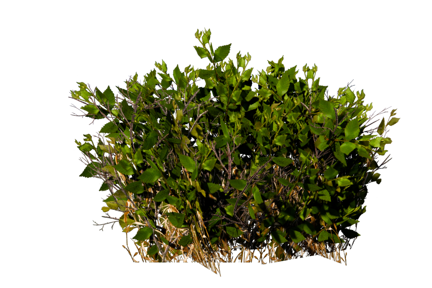 tropical forest shrubs and desert shrubs png