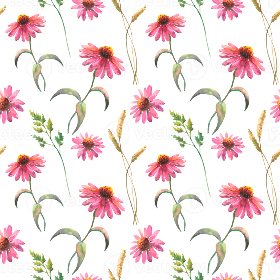 aquarelle sans couture modèle avec échinacée fleurs et champ herbes, dessin par aquarelle, main tiré floral illustration, à base de plantes ornement png