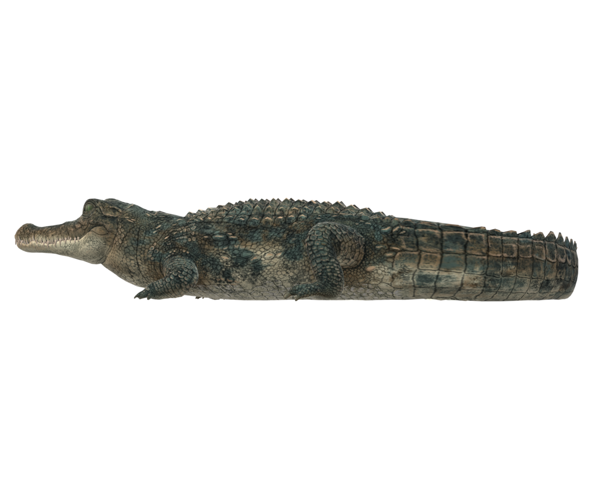 Alligator isolated on a Transparent Background png