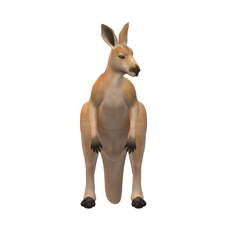 Kangaroo isolated on a Transparent Background png