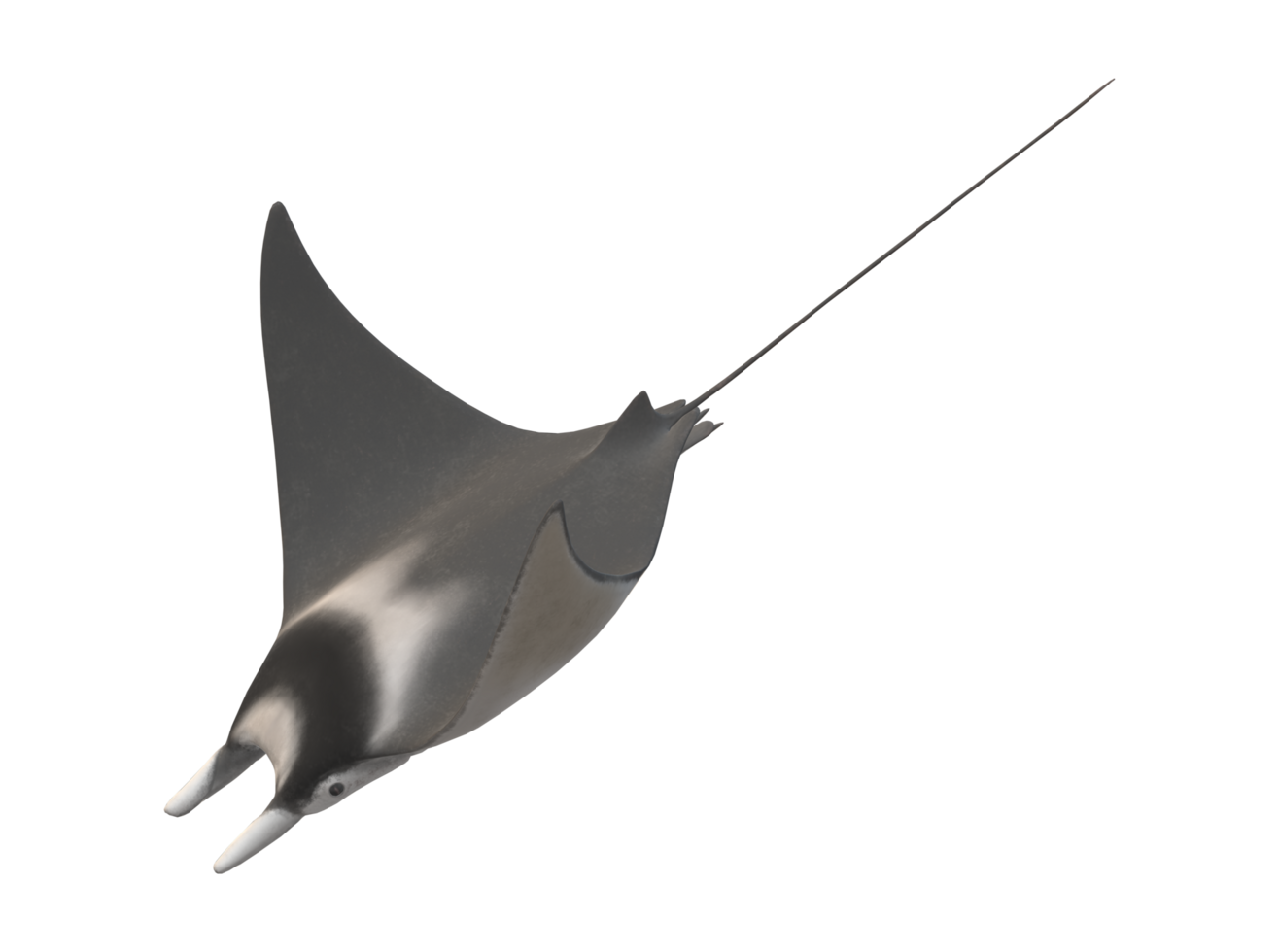 Mobula Rays Fish isolated on a Transparent Background png