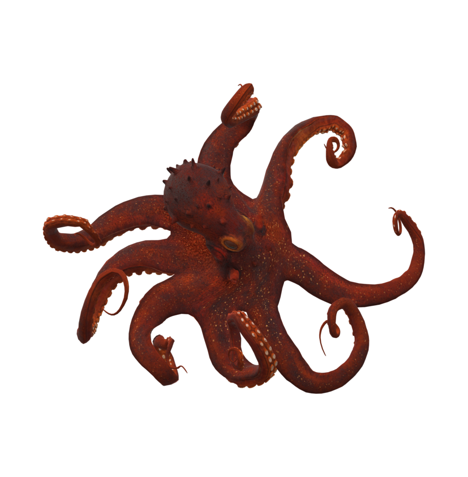 Octopus isolated on a Transparent Background png