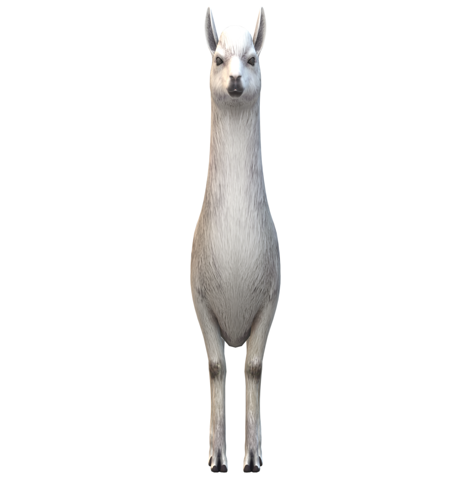 alpaca geïsoleerd Aan een transparant achtergrond png