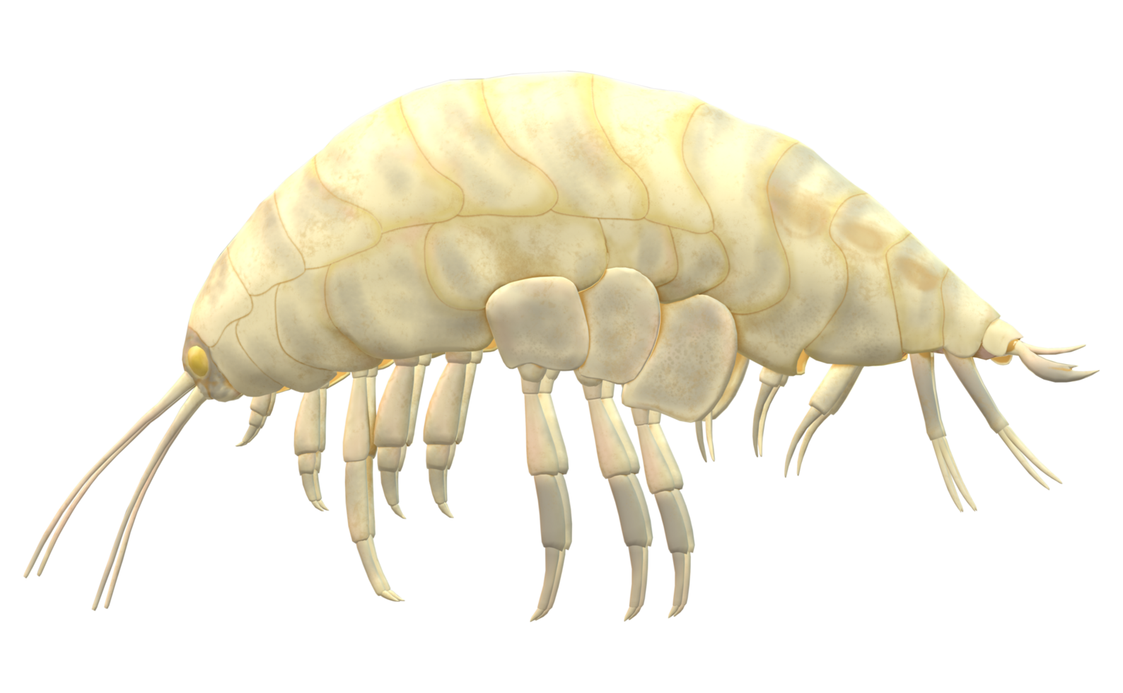 Amphipod isolated on a Transparent Background png