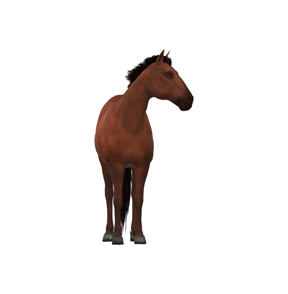 Horse isolated on a Transparent Background png