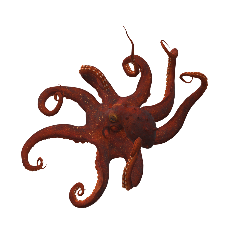 Octopus isolated on a Transparent Background png