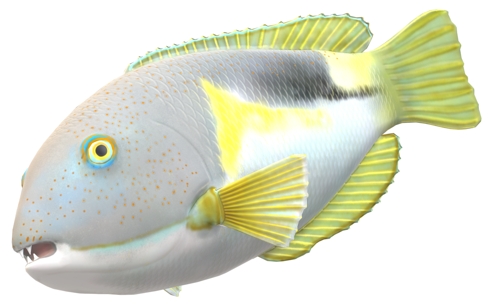 Tusk fish isolated on a Transparent Background png