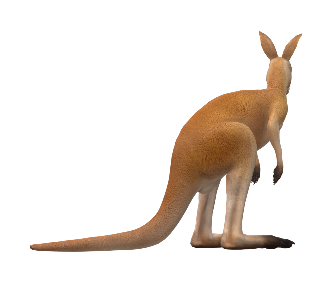 Kangaroo isolated on a Transparent Background png
