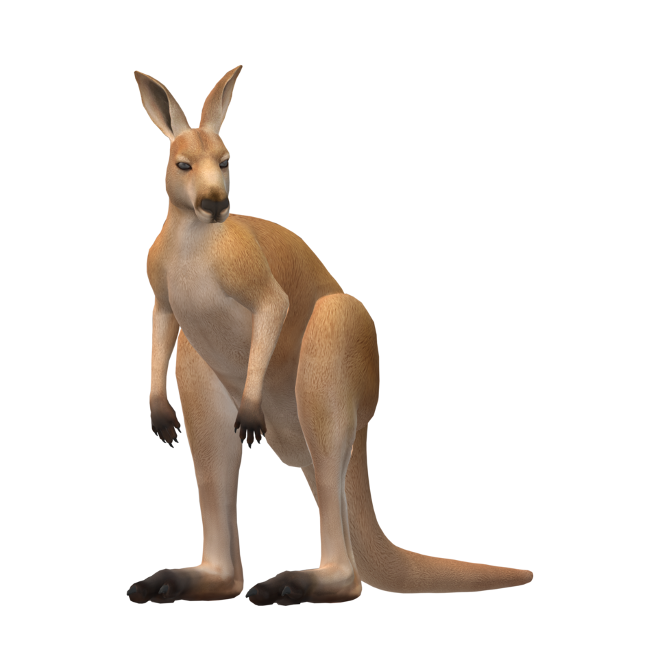 Kangaroo isolated on a Transparent Background png