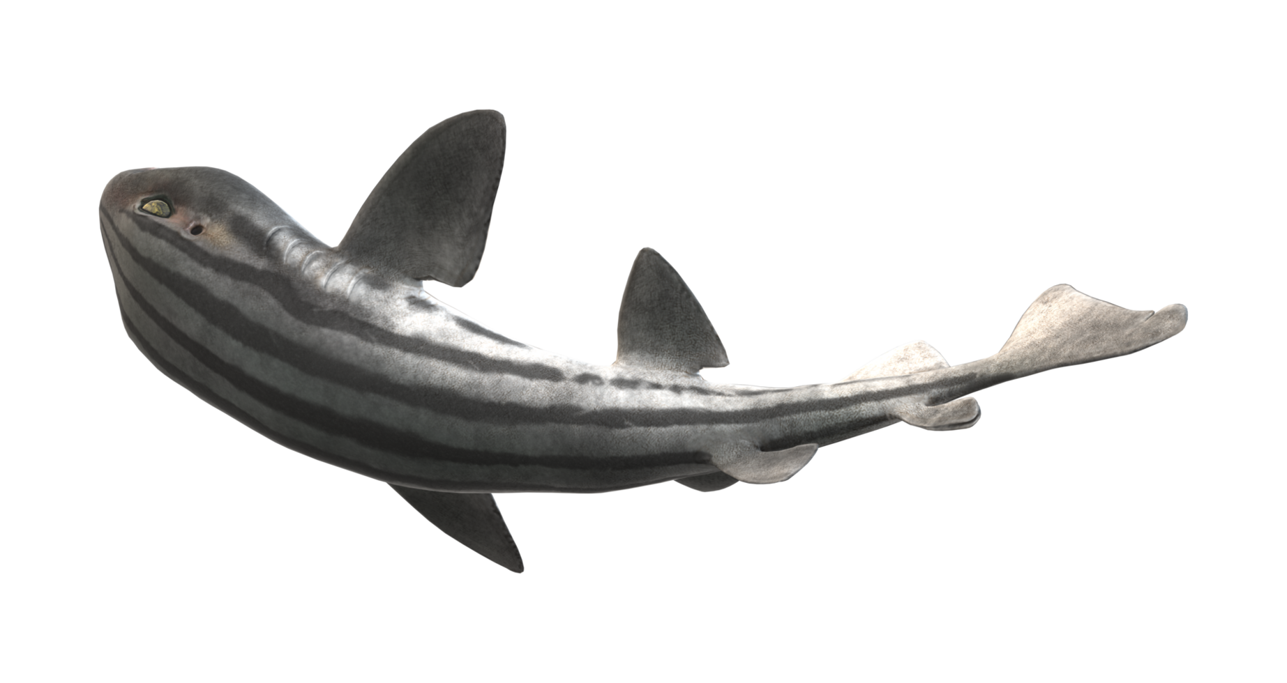 Pyjama Shark isolated on a Transparent Background png