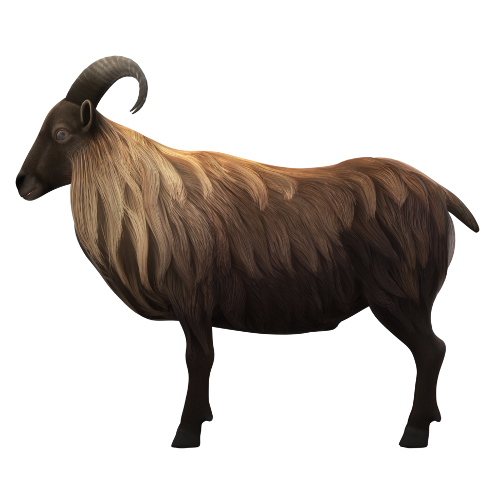 Himalayan Mountain Goat isolated on a Transparent Background png