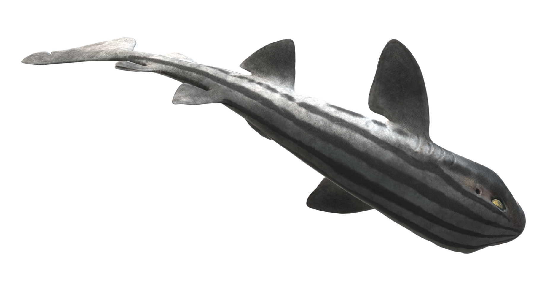 Pyjama Shark isolated on a Transparent Background png