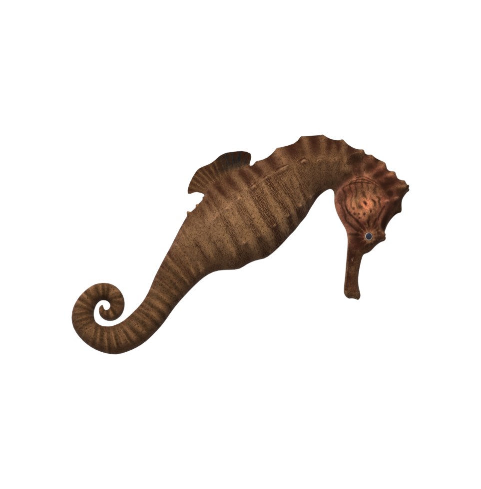Sea Horse isolated on a Transparent background png