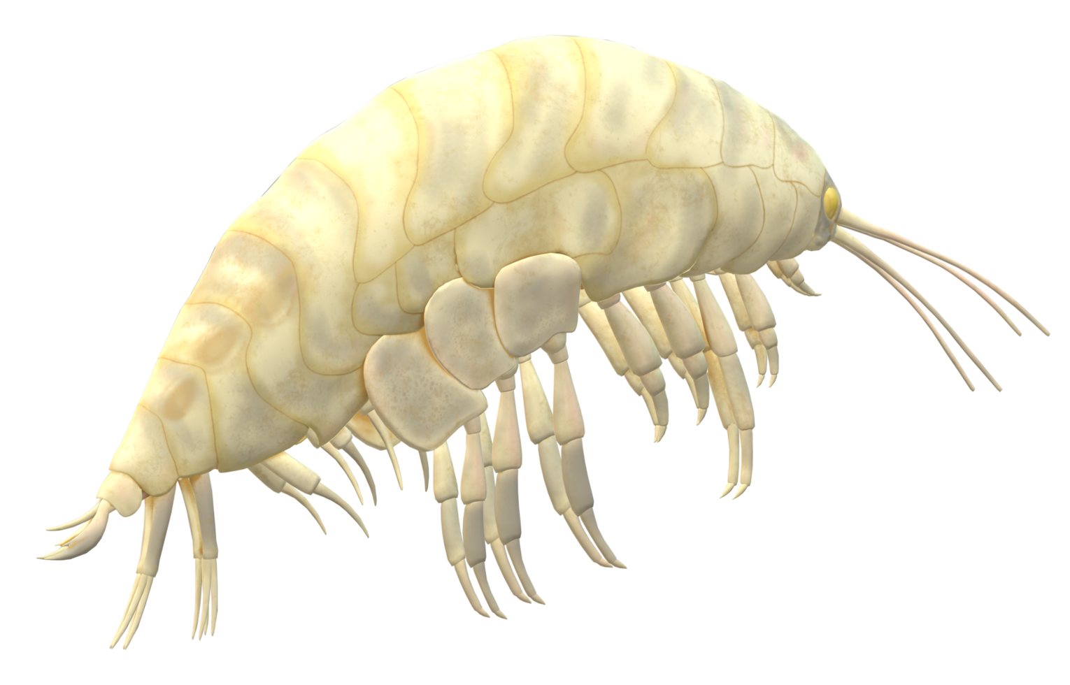 Amphipod isolated on a Transparent Background png