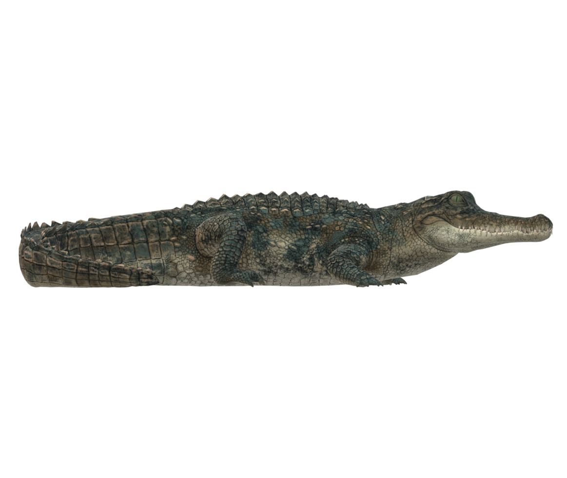 Alligator isolated on a Transparent Background png