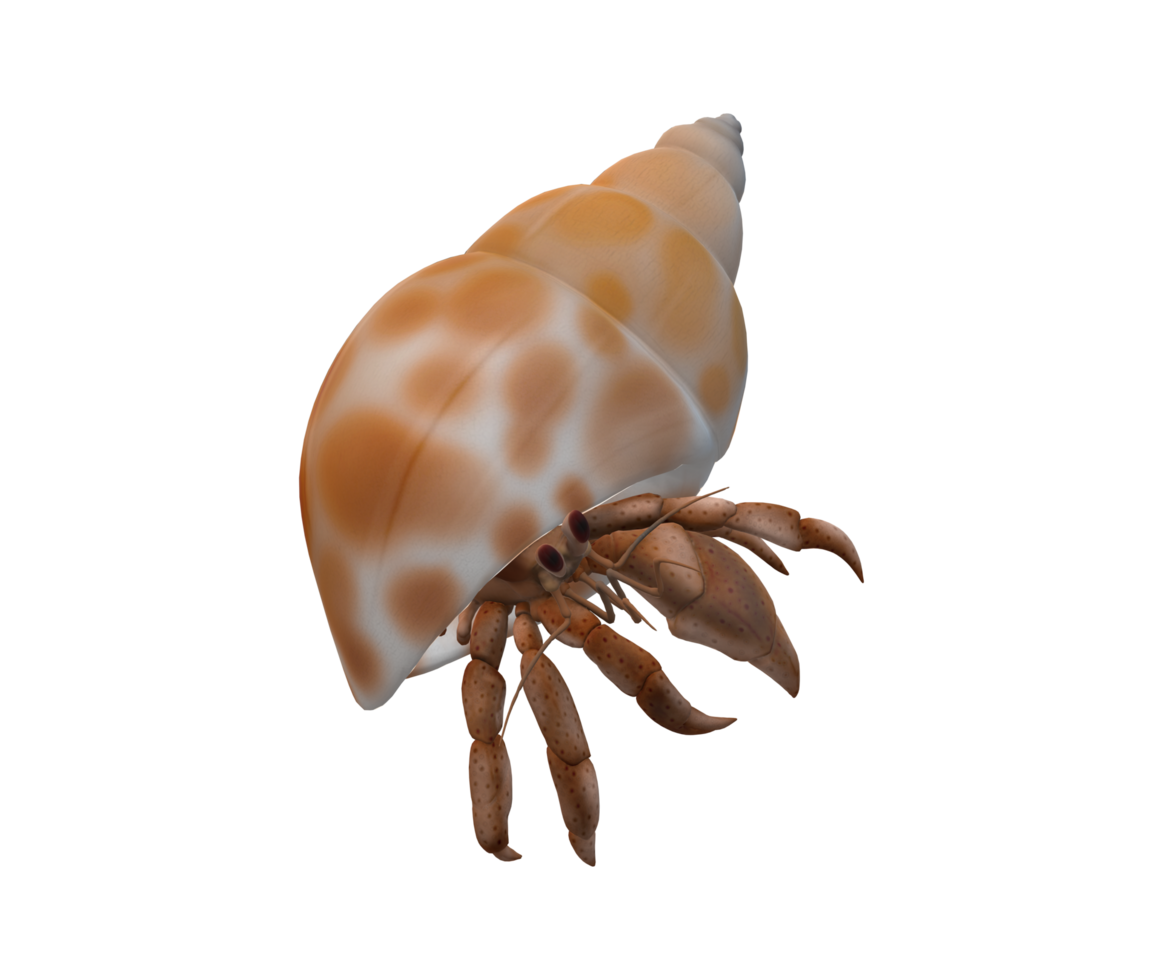 Hermit Crab isolated on a Transparent Background png