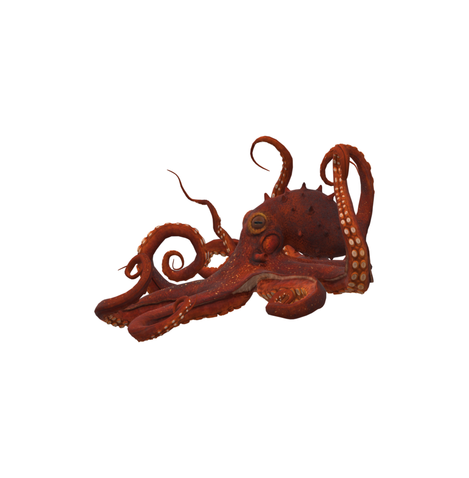 Octopus isolated on a Transparent Background png