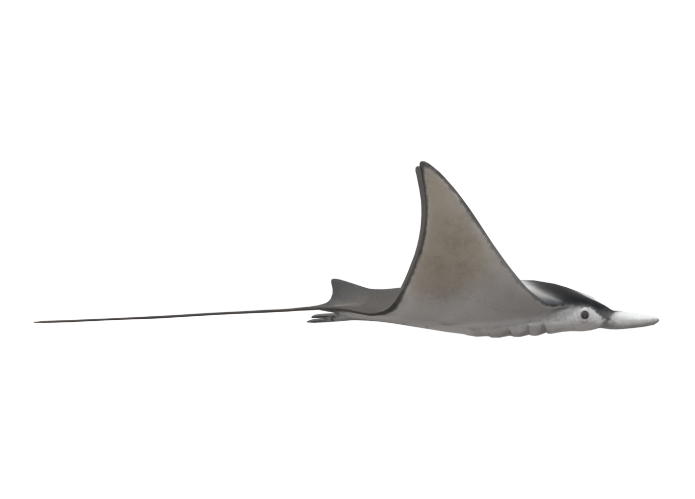 Mobula Rays Fish isolated on a Transparent Background png