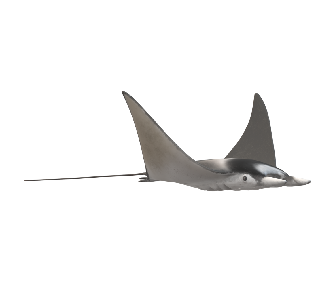 Mobula Rays Fish isolated on a Transparent Background png