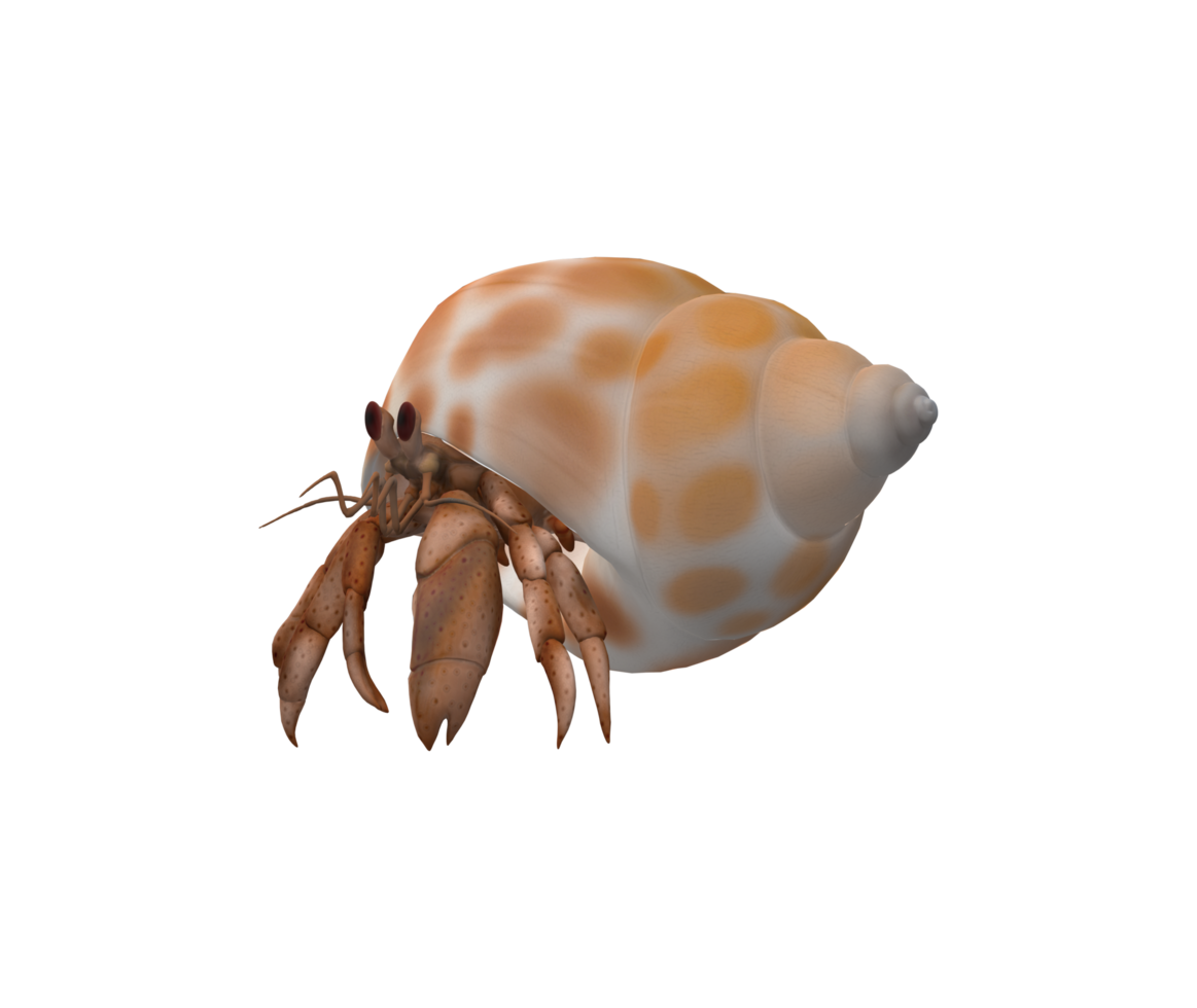 Hermit Crab isolated on a Transparent Background png