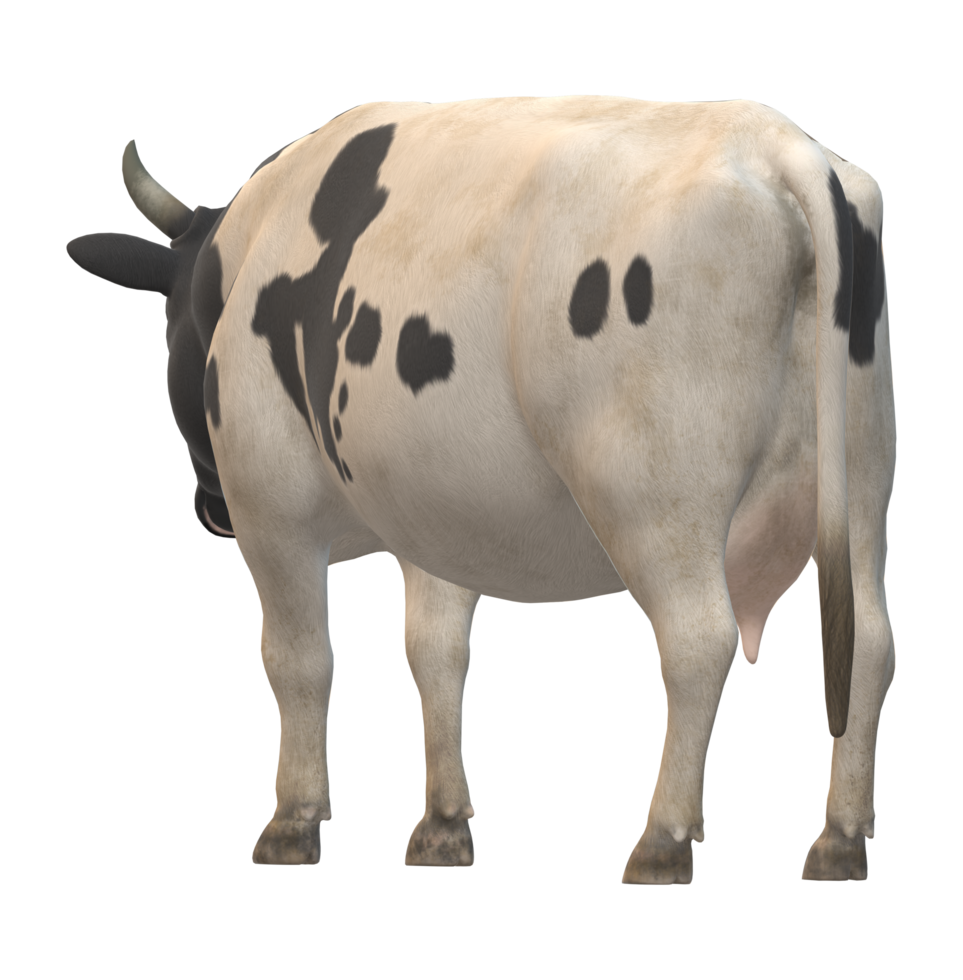 vaca aislado en un transparente antecedentes png