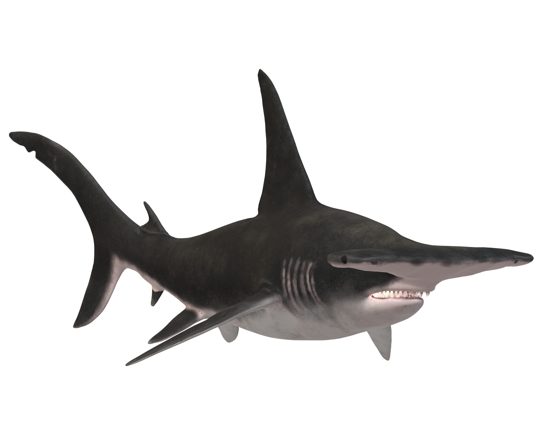 Hammer Head Shark isolated on a Transparent Background 23835822 PNG