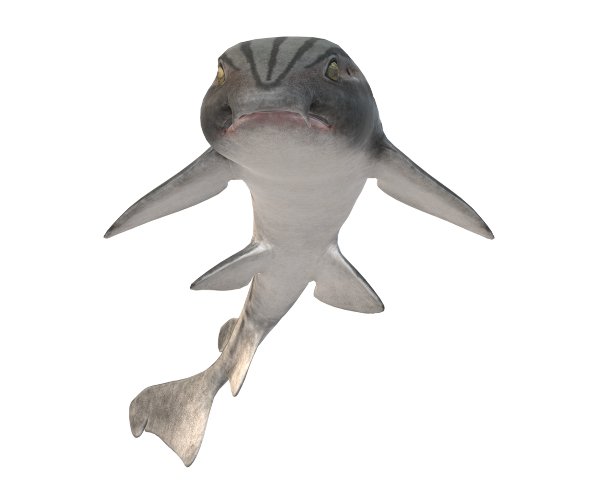 Pyjama Shark isolated on a Transparent Background png