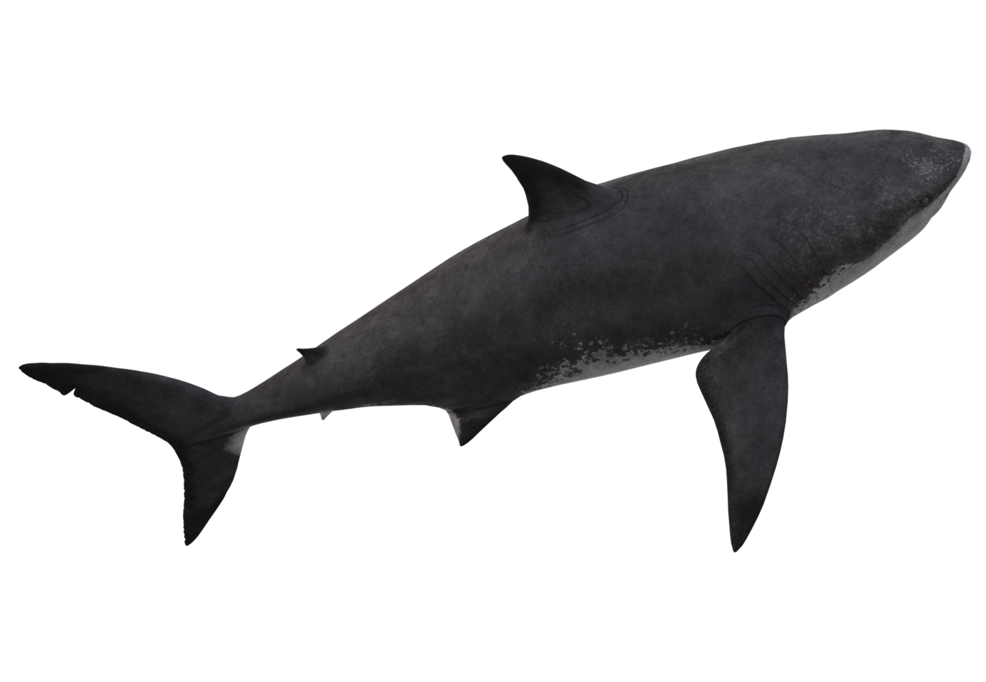 Megalodon Shark isolated on a Transparent Background png