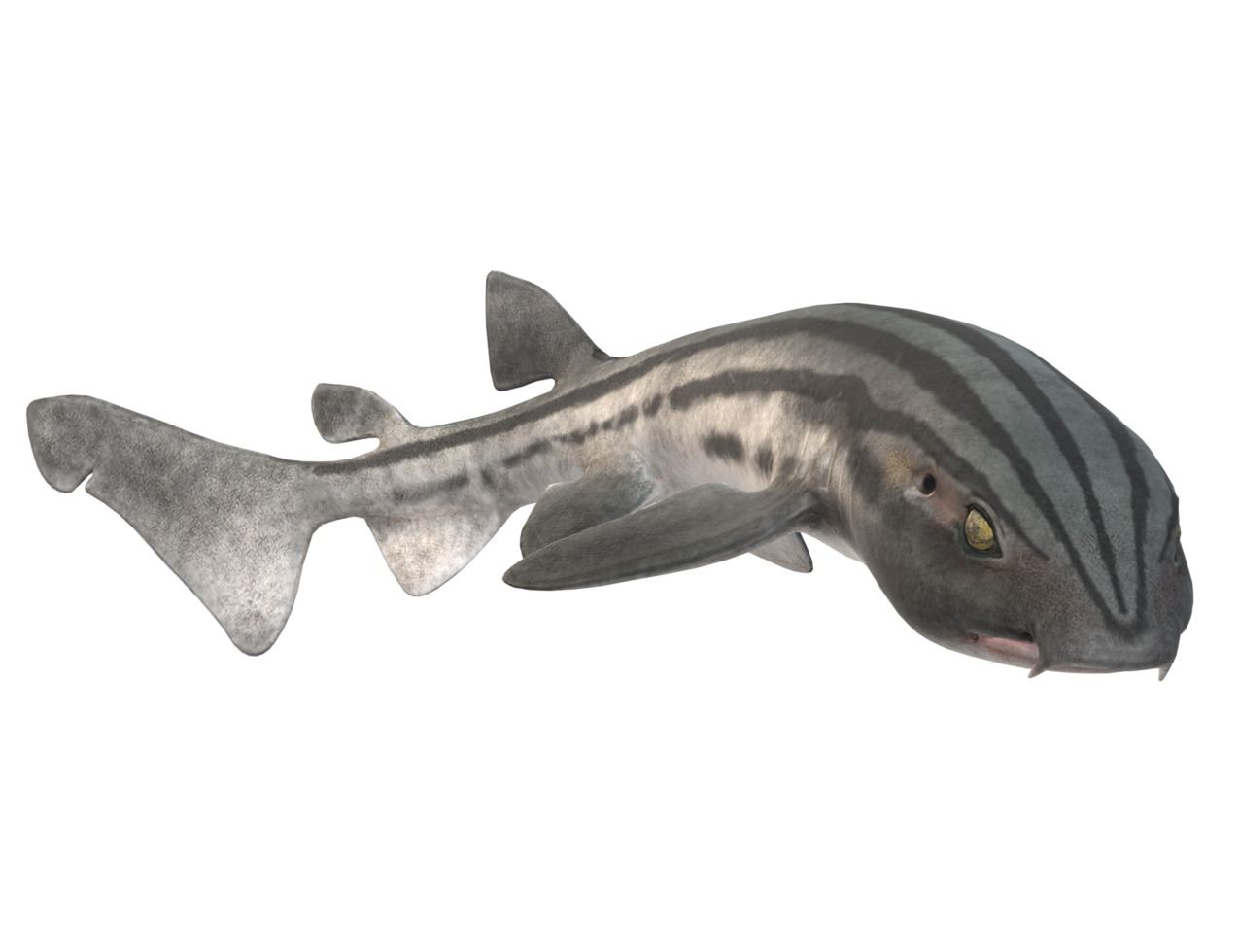 Pyjama Shark isolated on a Transparent Background png